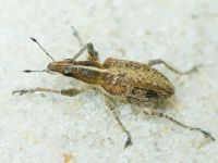 Charagmus gressorius