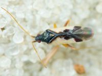 Hallodapus suturalis