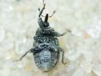 Rhinusa tetra