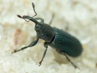 Mecinus janthinus