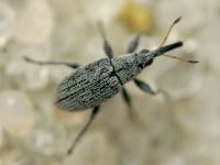 Apioninae