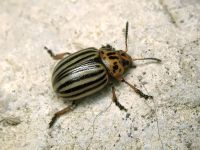 Leptinotarsa decemlineata
