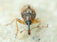 Nanophyinae