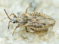 Tingis (Tropidocheila) maculata