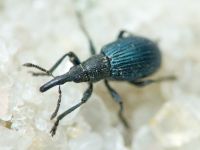 Loborhynchapion amethystinum
