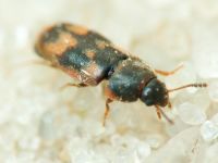 Litargus connexus