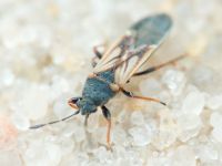 Dimorphopterus spinolae