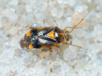 Liocoris tripustulatus