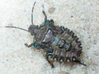 Pentatoma (Pentatoma) rufipes