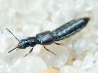Staphylinidae