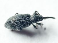 Apioninae