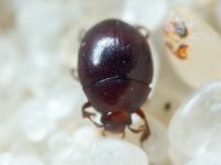 Abraeus perpusillus