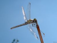 Sympetrum striolatum