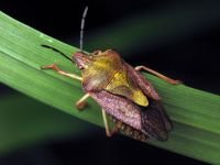 Carpocoris purpureipennis