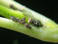 Aphis