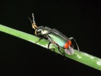 Malachius bipustulatus