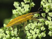 Lixus (Eulixus) iridis