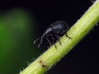 Neocoenorrhinus pauxillus