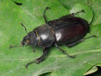 Lucanus cervus