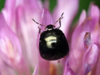 Coptosoma scutellatum