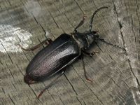 Prionus coriarius