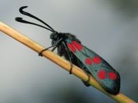 Zygaena filipendulae