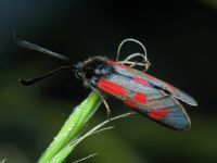 Zygaena loti