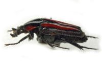 Scarabaeidae