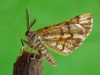 Bupalus piniaria