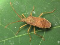 Gonocerus acuteangulatus