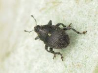 Glocianus punctiger