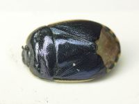 Canthophorus impressus