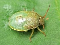Piezodorus lituratus