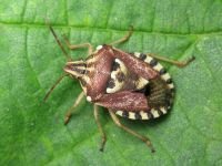 Codophila varia