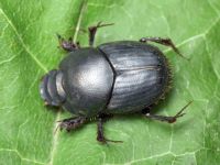 Onthophagus taurus