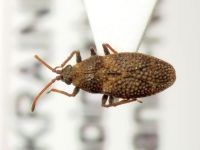 Oncochila scapularis