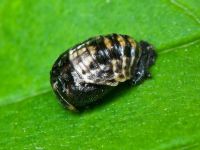 Coccinellidae