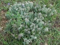 Teucrium polium
