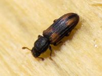 Bitoma crenata