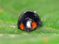 Paraexochomus nigromaculatus