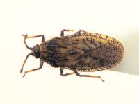 Tingis (Neolasiotropis) pauperata