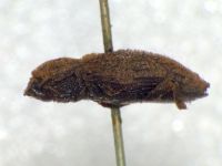 Dastarcus porosus