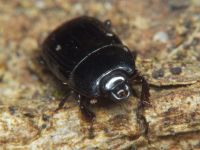 Platysoma compressum