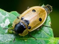 Dendroxena quadrimaculata