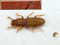Langelandia khaustovi