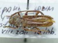Cerambycidae