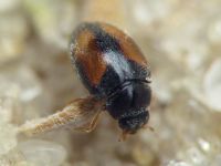 Nephus redtenbacheri
