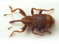 Anthonomus (Anthonomus) ulmi
