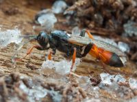 Ichneumon albiger