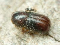 Xylographus bostrichoides